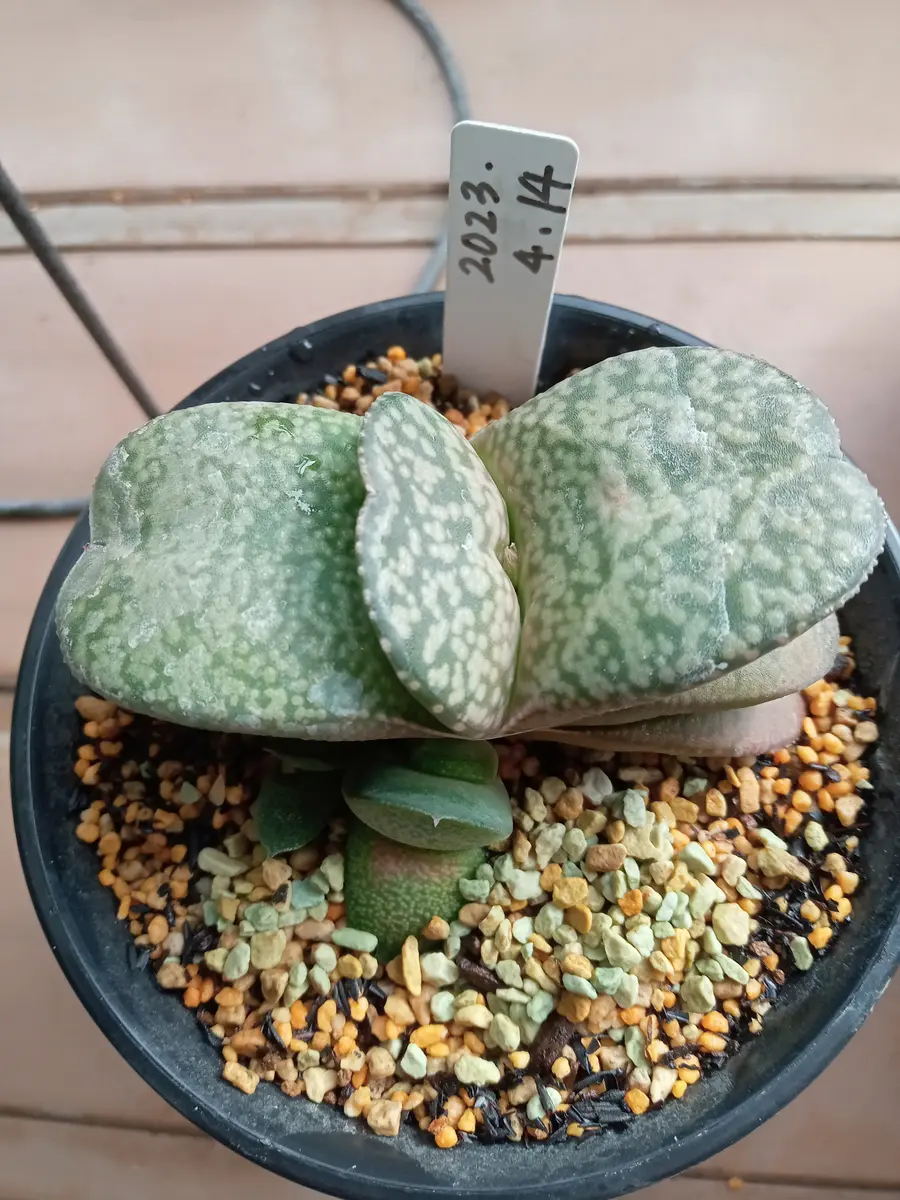 白肌のガステリア（臥牛）を購入しました🎵｜園芸日記by塔ノ岳