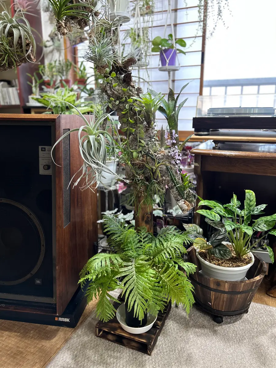 コルク着生完了｜園芸日記byyamayosi｜みんなの趣味の園芸｜1067452