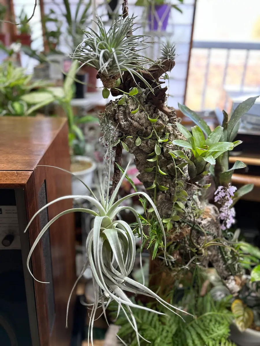 コルク着生完了｜園芸日記byyamayosi｜みんなの趣味の園芸｜1067452