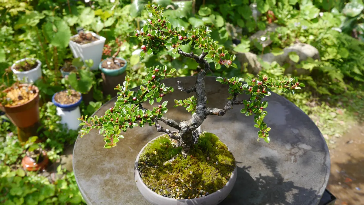 実モノ盆栽の花-紅紫檀と老爺柿｜園芸日記byshinji70｜みんなの趣味の