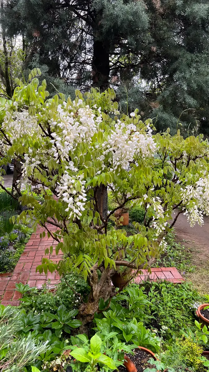 白藤｜園芸日記by真深｜みんなの趣味の園芸｜1067548