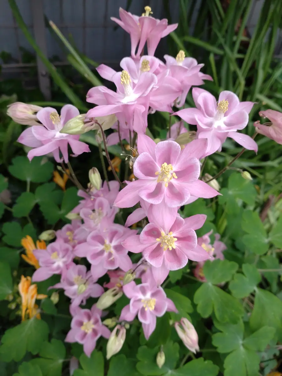 珍しい ピンクのお花ちゃん｜園芸日記byしんみや｜みんなの趣味の園芸 手提げ・レッスンバッグ・入園グッズ