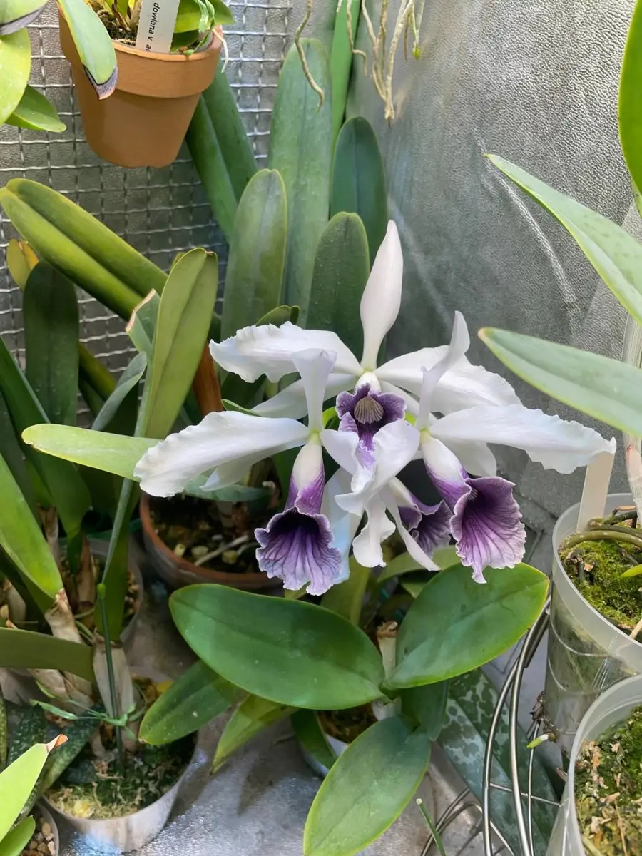 C.purpuratavar.warkhauseriカトレア パープラータ｜園芸日記by