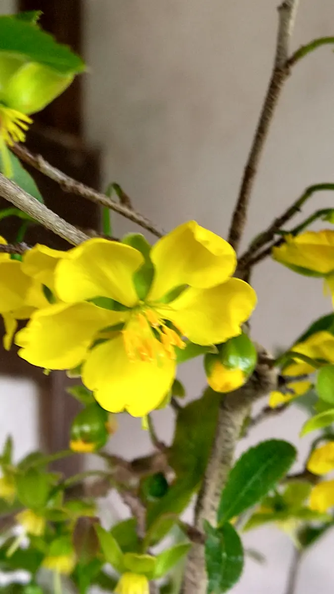 ミッキーマウスの木、黃色の花💛が咲きました。｜園芸日記byドブたぬき