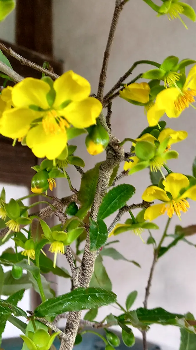 ミッキーマウスの木、黃色の花💛が咲きました。｜園芸日記byドブたぬき