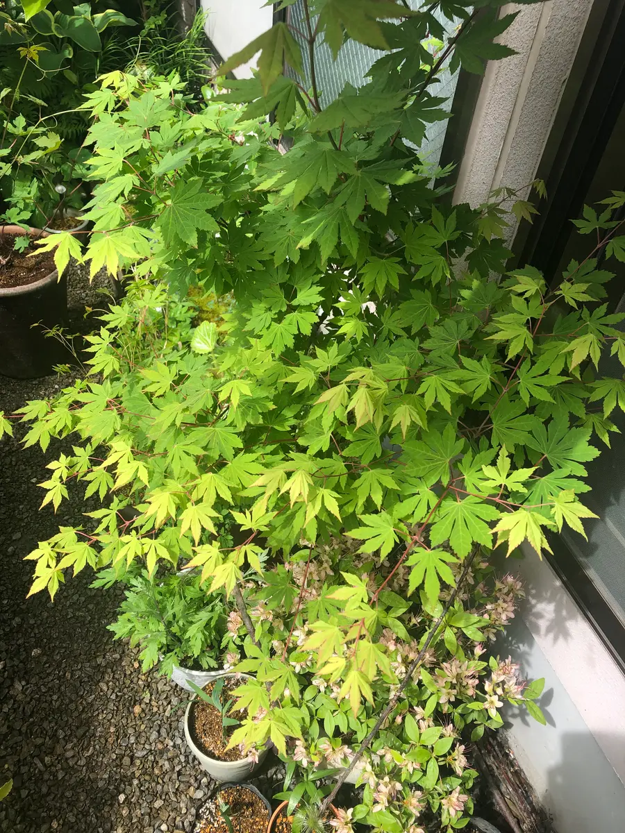 ベランダで山野草の花壇づくり コハウチワカエデの芽摘み｜園芸日記by