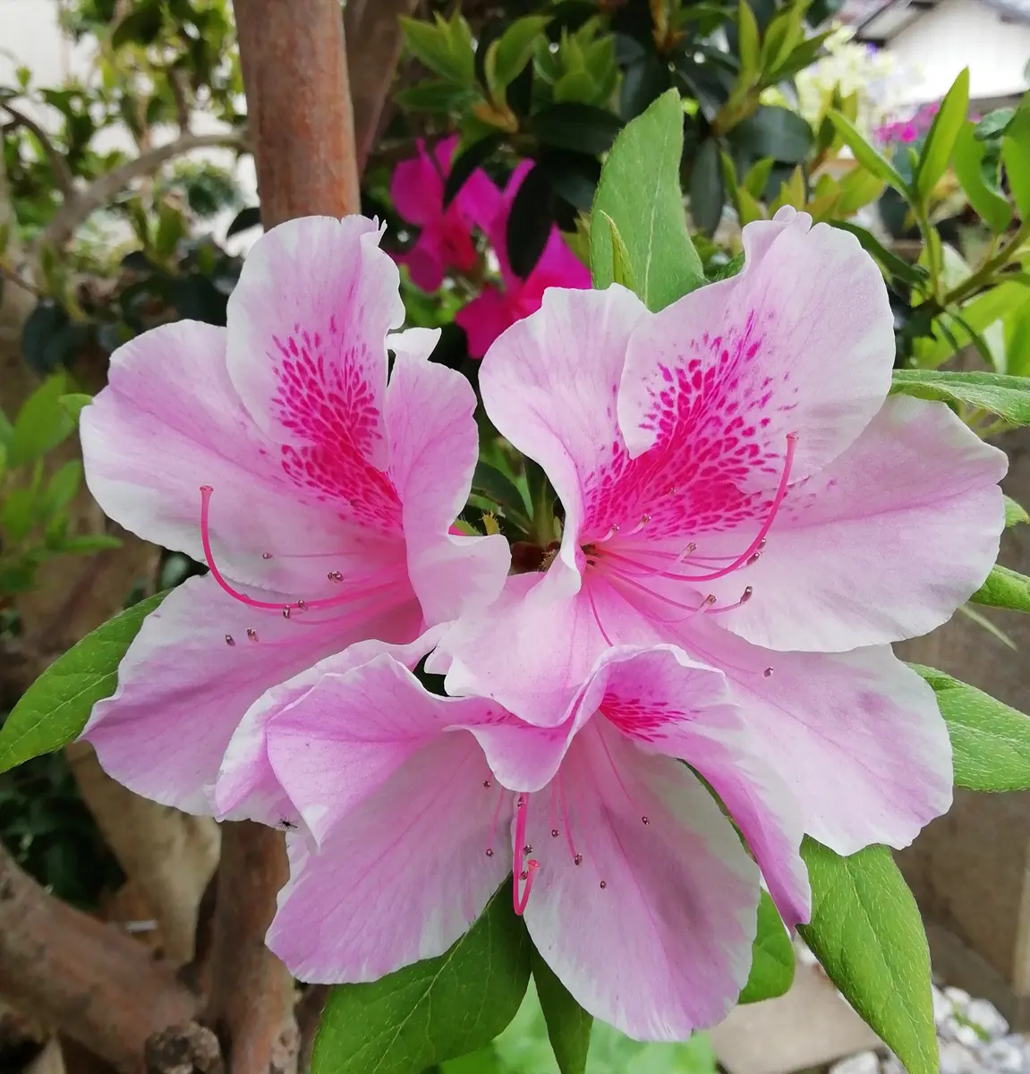 ツツジ(躑躅) 二人の犯人｜園芸日記by三日月｜みんなの趣味の園芸｜1068189