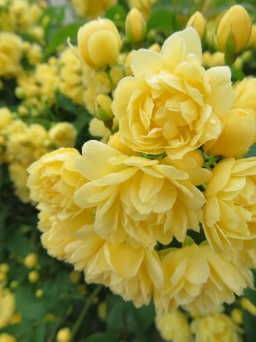 実生株】モッコウバラ鉢植え ⑤ 6年物（モッコウバラ：黄花八重6
