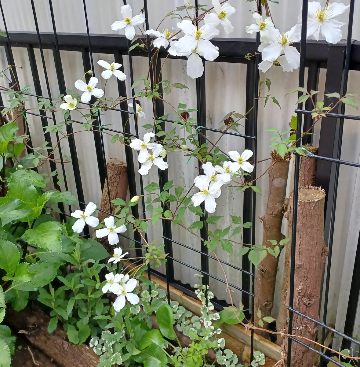 【原田】クレマチス 青磁(13.5cmポット) 植物入荷情報（2023.04.20）｜お知らせ｜TaiShoDo