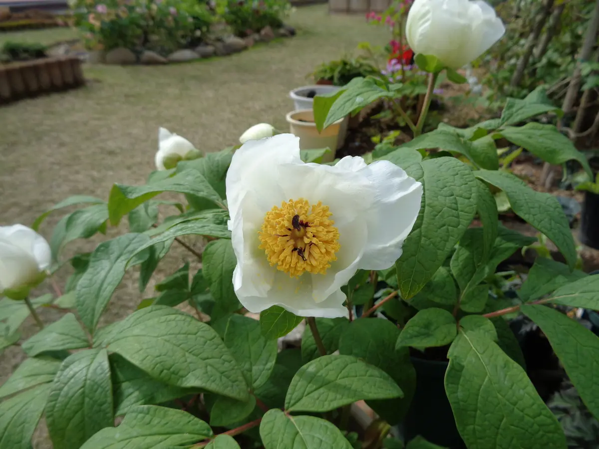 今日は白い花｜園芸日記byたねたね｜みんなの趣味の園芸｜1069057