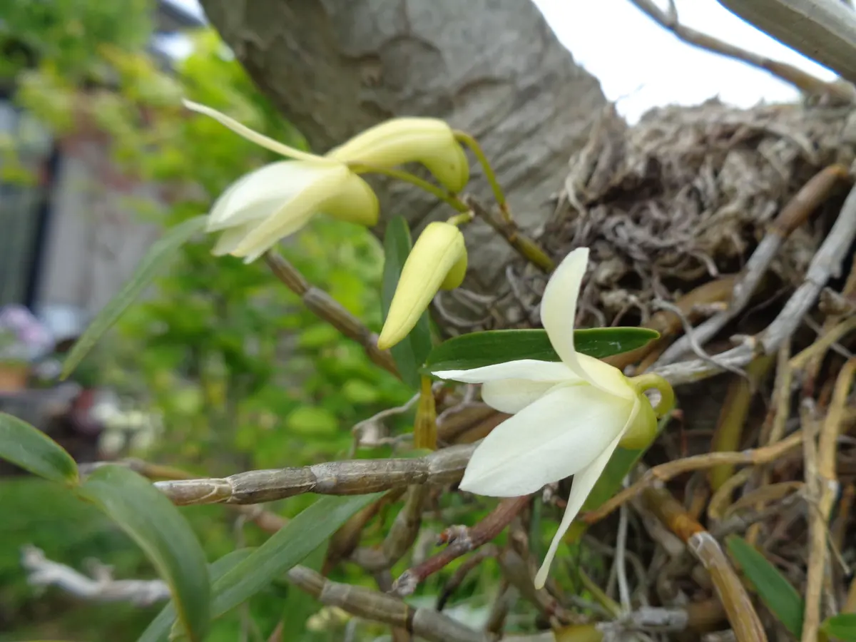 セッコク・花物 一覧 写真 ［大入道の世界]