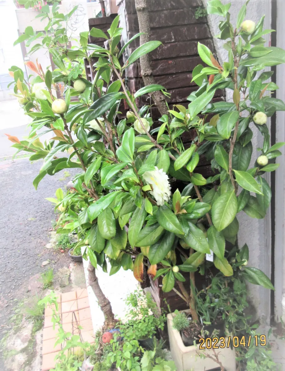多くの椿を育てていて、おススメは『かぎろひ』です。｜園芸日記