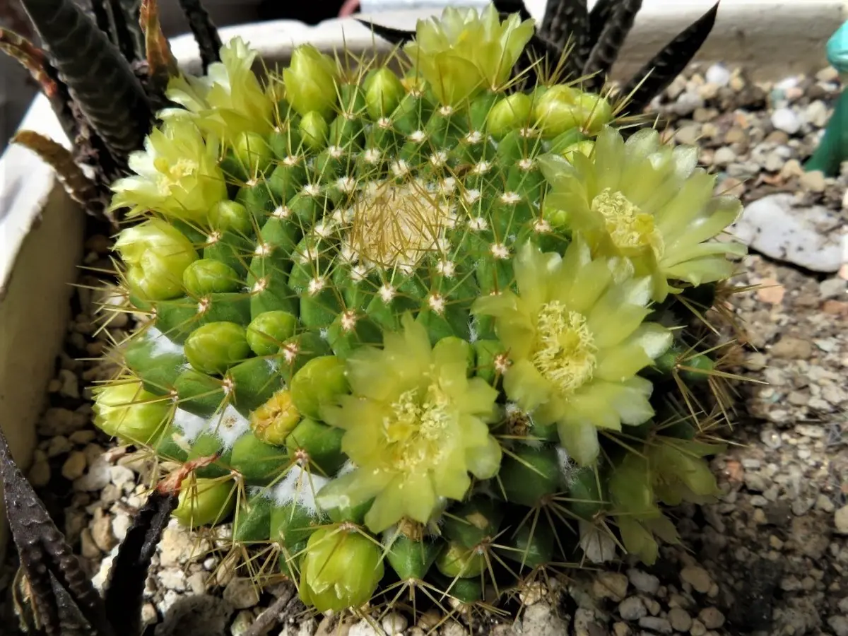 🌵今日のサボテンの花🌵その1|園芸日記byロッキー|みんなの 🌵今日のサボテンの花🌵その1|園芸日記byロッキー|みんなの
