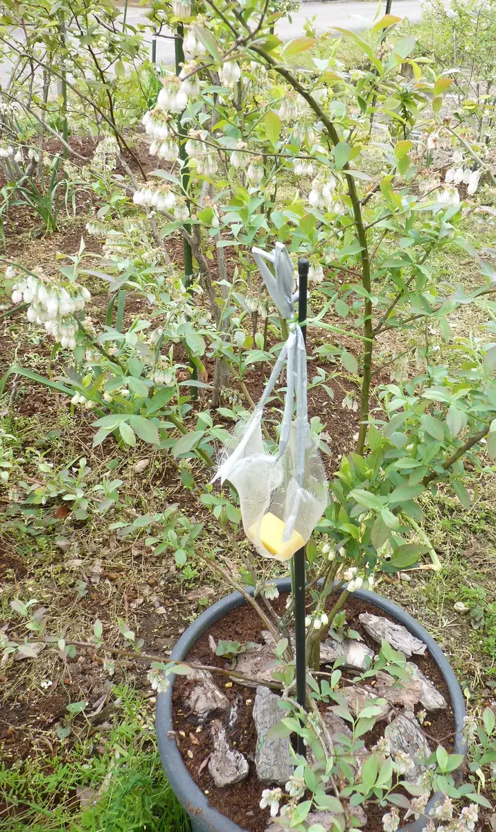 菊の大作りさんの園芸日記-みんなの趣味の園芸