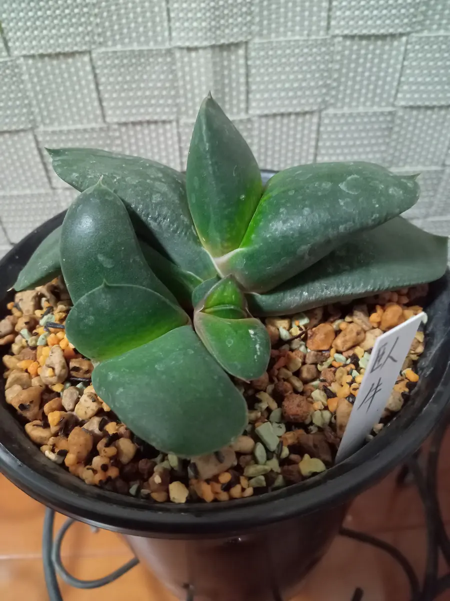 ガステリア（臥牛&ピランシー）✨｜園芸日記by塔ノ岳｜みんなの