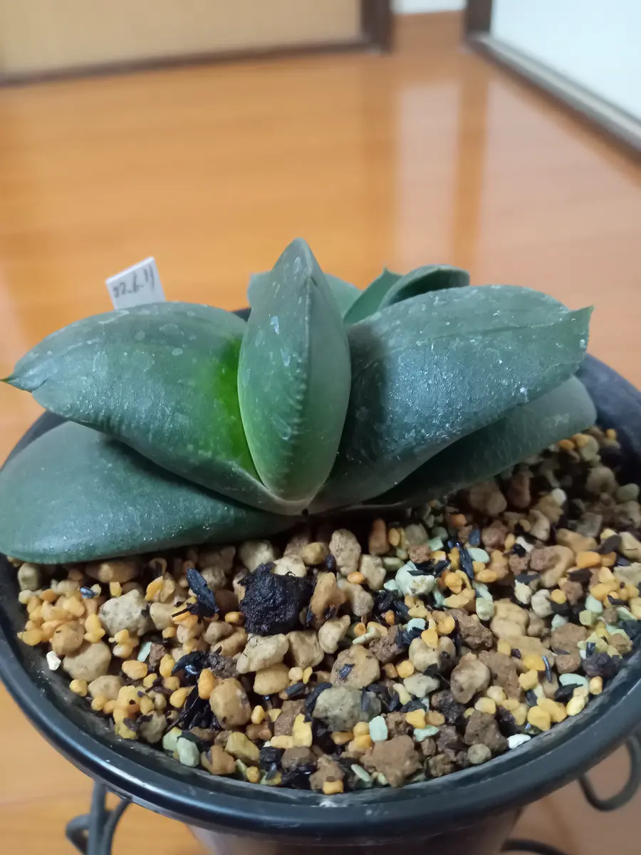 ガステリア（臥牛&ピランシー）✨｜園芸日記by塔ノ岳｜みんなの