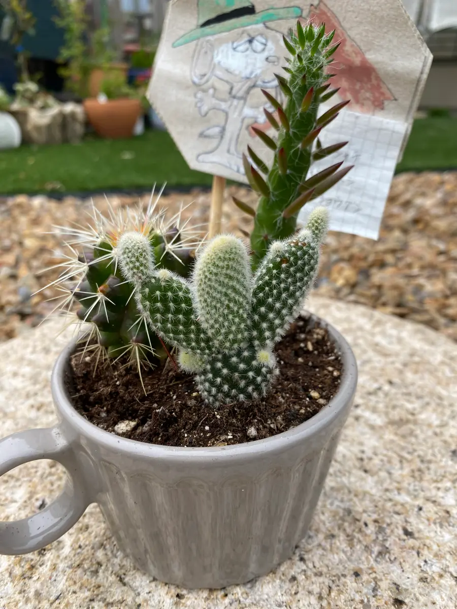 初めてのサボテンの寄せ植えのその後｜園芸日記byまいん｜みんなの趣味