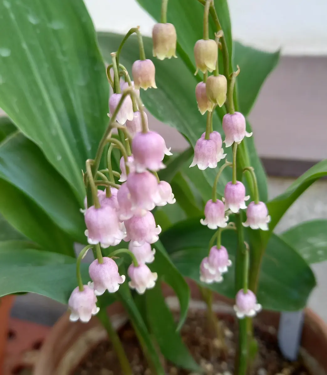可愛い😍ピンクちゃん達💕｜園芸日記byゆきみん♪｜みんなの趣味