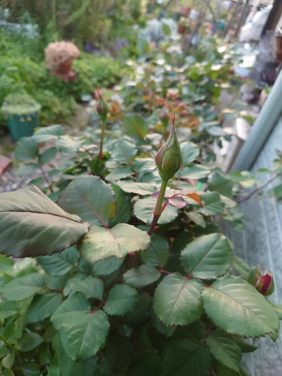 うちのバラはまだつぼみ。｜園芸日記by更衣｜みんなの趣味の園芸｜1070880