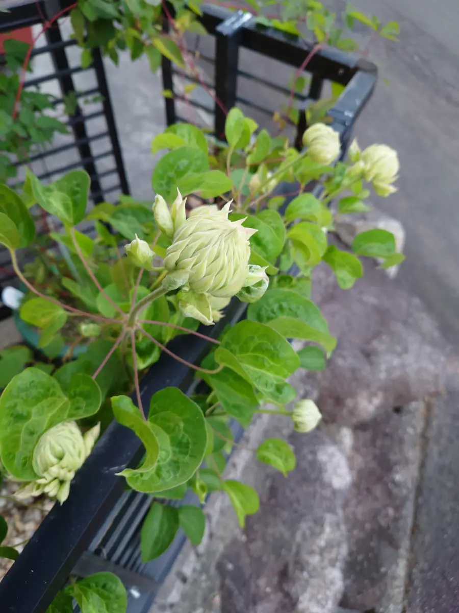 うちのバラはまだつぼみ。｜園芸日記by更衣｜みんなの趣味の園芸｜1070880