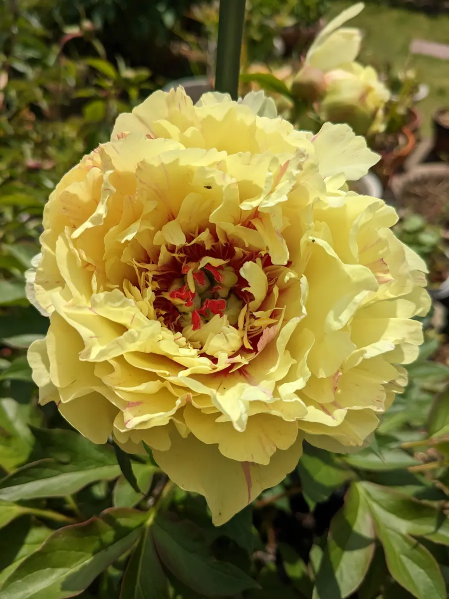 陶板　芍薬の花