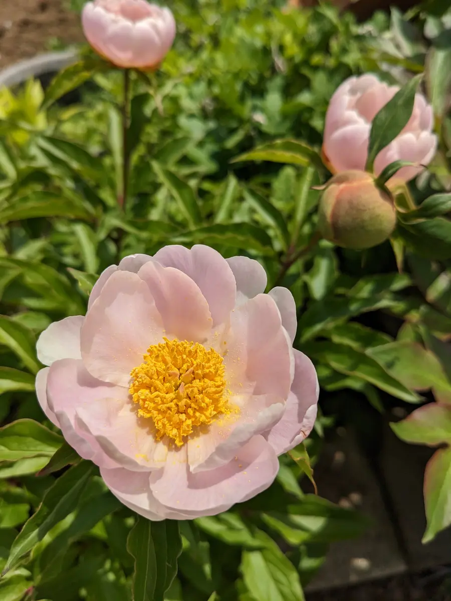 陶板　芍薬の花