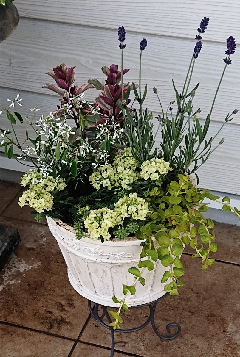 専用ページ　#ₜₐₕᵤₖᵤᵕ̈の寄せ植え　④、⑥、⑦　３点おまとめ♡ 背の順乙女心 先っちょ紅くぷっくりしていた時の🍁 最後の写真は