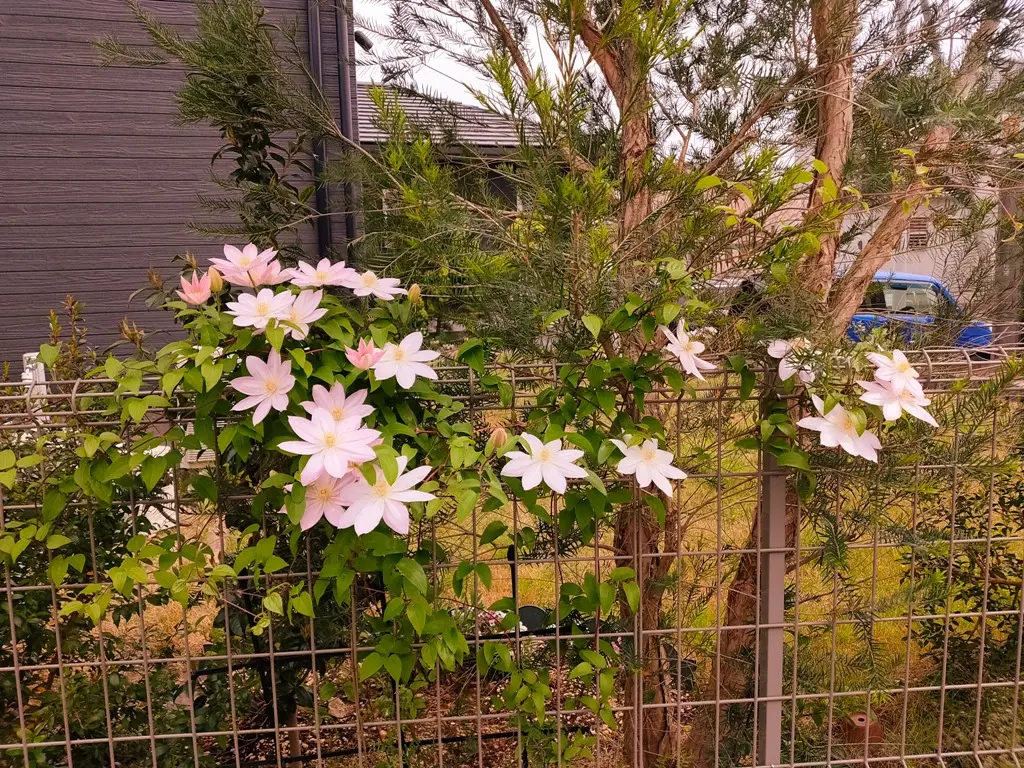 クレマチス桜姫2023｜園芸日記byみみすけ013｜みんなの趣味の園芸｜1071468