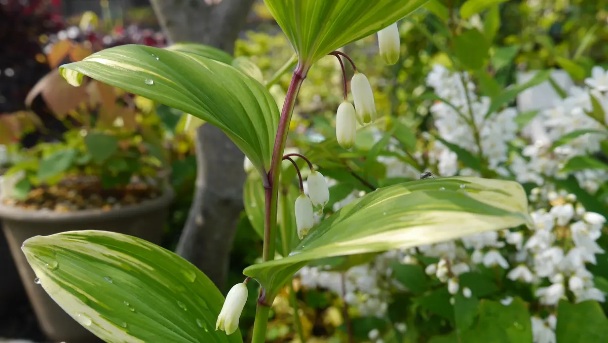 鳴子百合(ナルコユリ)か斑入りアマドコロ｜園芸日記byshinji70