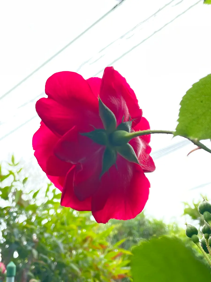 たまにはバラの裏側から見てみよう｜園芸日記