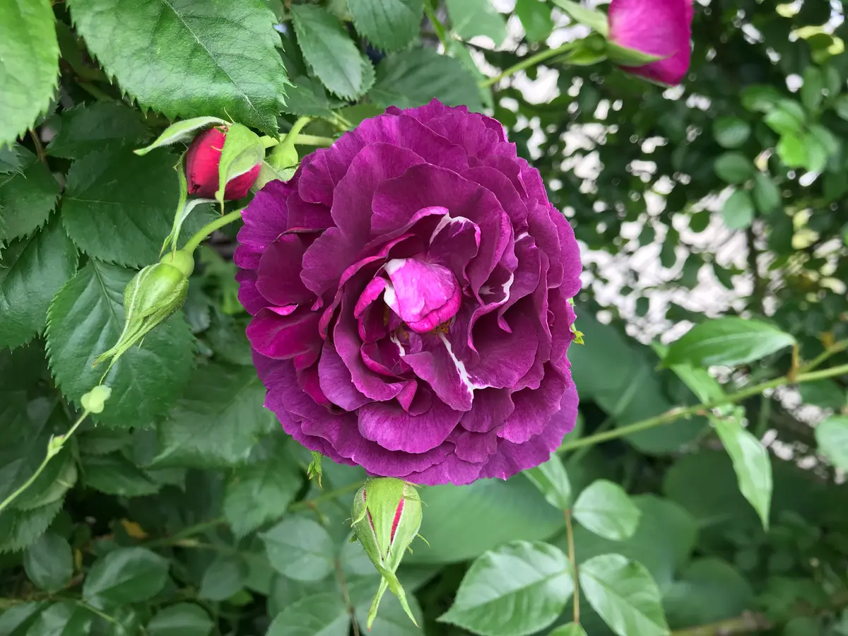濃い紫の花｜園芸日記byピンクペッパー｜みんなの趣味の園芸｜1071856