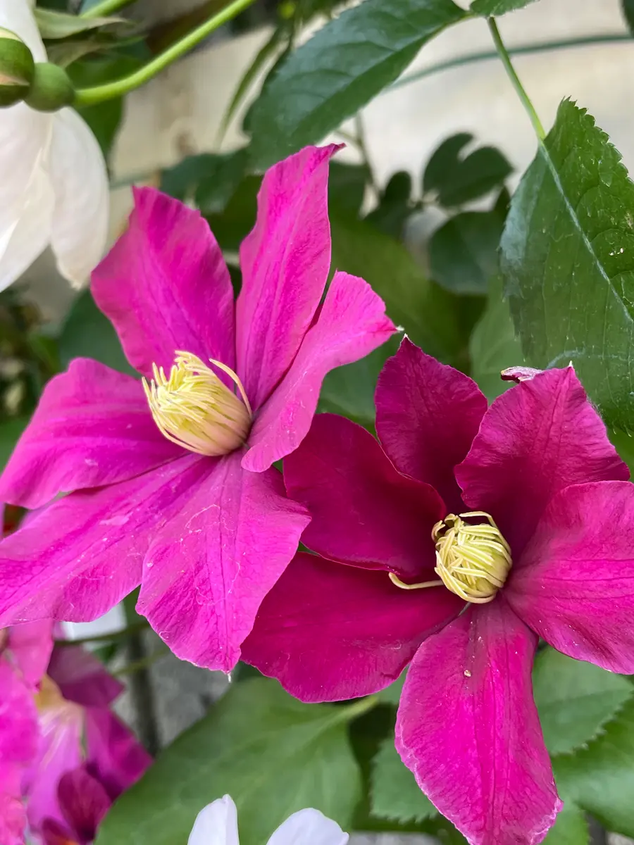 今朝のクレマチス 育て方の工夫｜園芸日記byMemoryofHappyRose