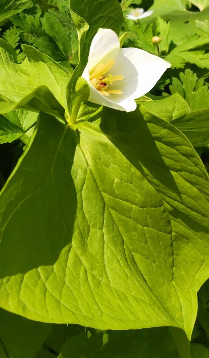 函館山の山野草①シロバナエンレイソウ｜園芸日記byjictenko｜みんなの