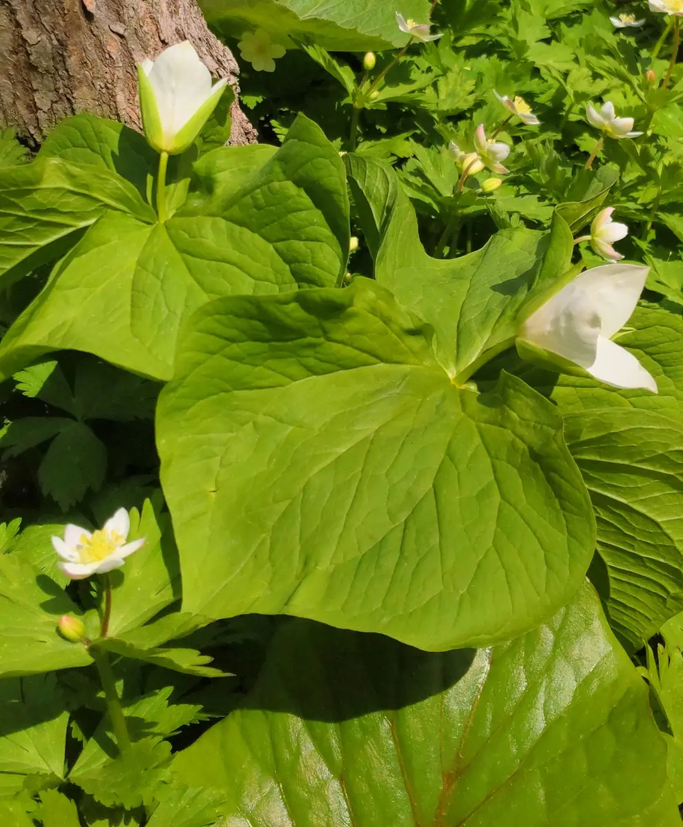 山野草 - 花芽1・葉芽 北海道道東産 | キバナノアツモリソウ 高山植物