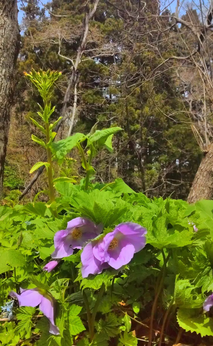 函館山の山野草⑤シラネアオイ｜園芸日記byjictenko｜みんなの趣味の