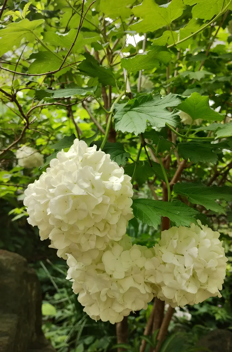 初夏に咲くグリーンのお花❤︎ビバーナム【スノーボール