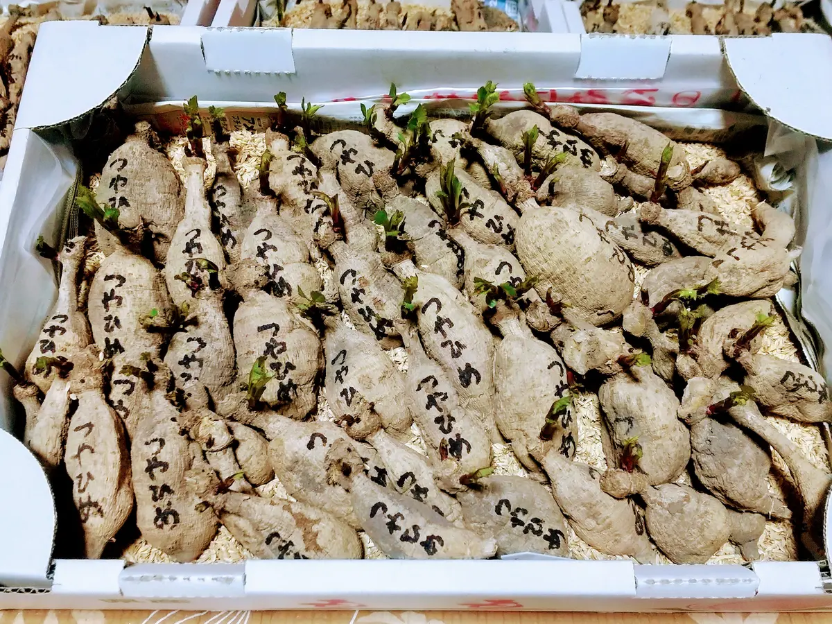 ダリアの球根😅｜園芸日記byエビコ｜みんなの趣味の園芸｜1072582