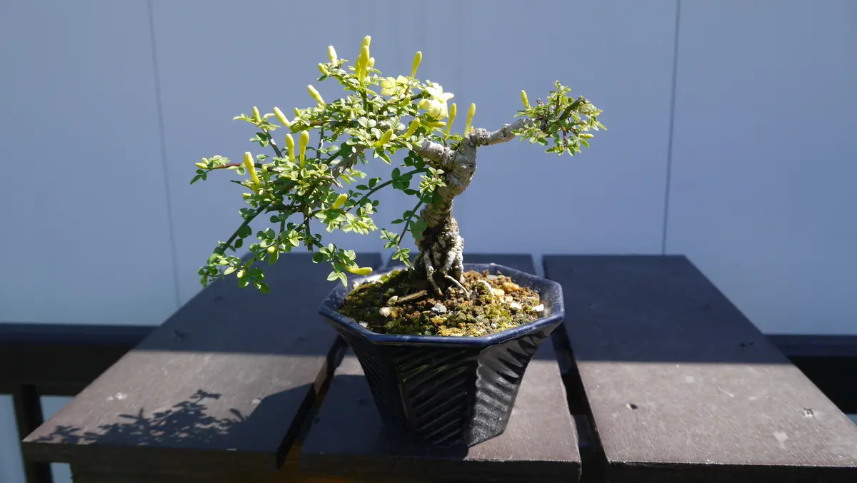 花モノ盆栽-姫黄梅|園芸日記byshinji70|みんなの趣味の園芸 花モノ盆栽-姫黄梅|園芸日記byshinji70|みんなの趣味の園芸