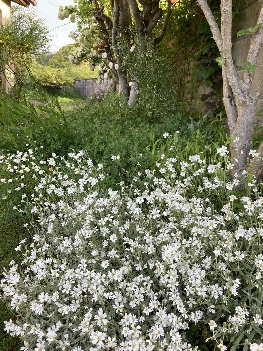 白花レンゲソウページ 好きな雑草（白花蓮華草 ｼﾛﾊﾞﾅﾚﾝｹﾞｿｳ）: お花のビーズが好き！！