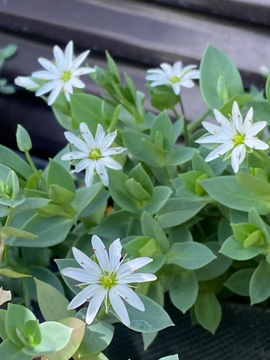 白い小さな花たち｜園芸日記by染ちゃん｜みんなの趣味の園芸