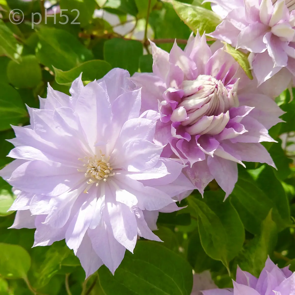ドライフラワー アサギリソウとクレマチスの花の後 ドライフラワー アサギリソウとクレマチスの花の後 【公式通販】