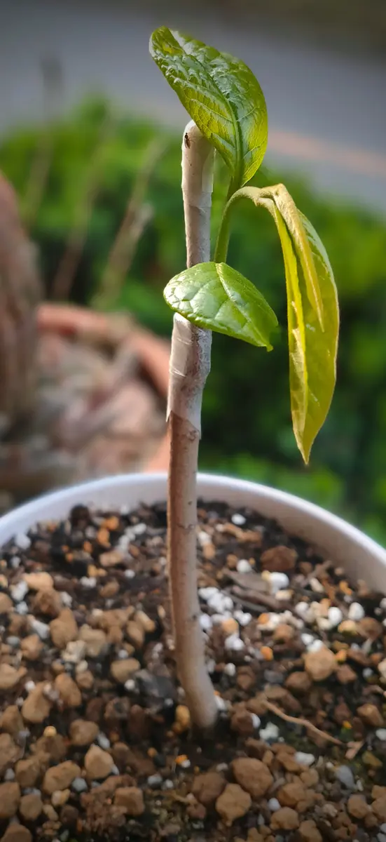 ポポー お買い得品 接木苗 ポポー苗木 ポポー 苗木 ウィルソン 3年生