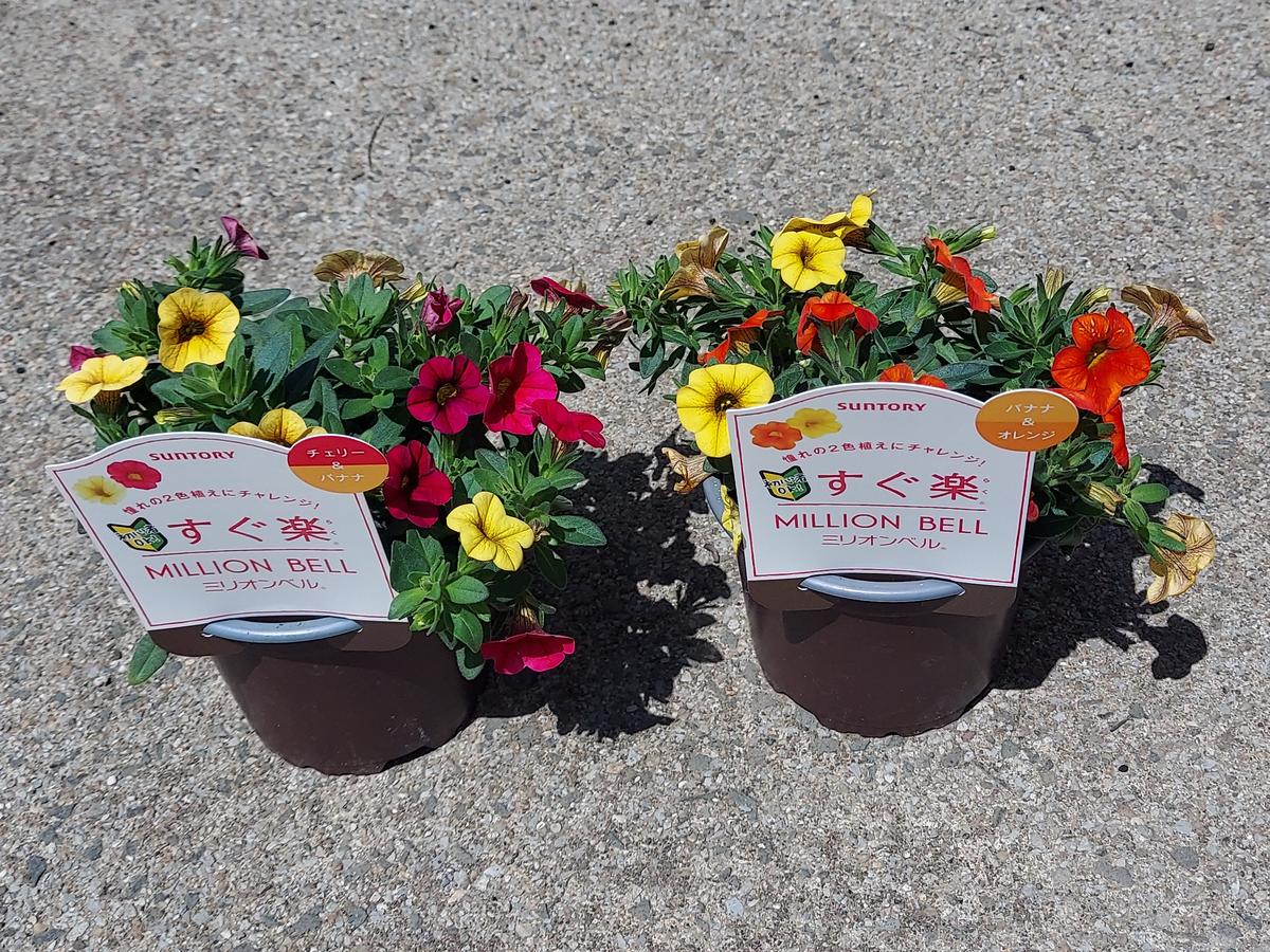 すぐ楽ミリオンベル①｜園芸日記byはうと｜みんなの趣味の園芸｜1073616