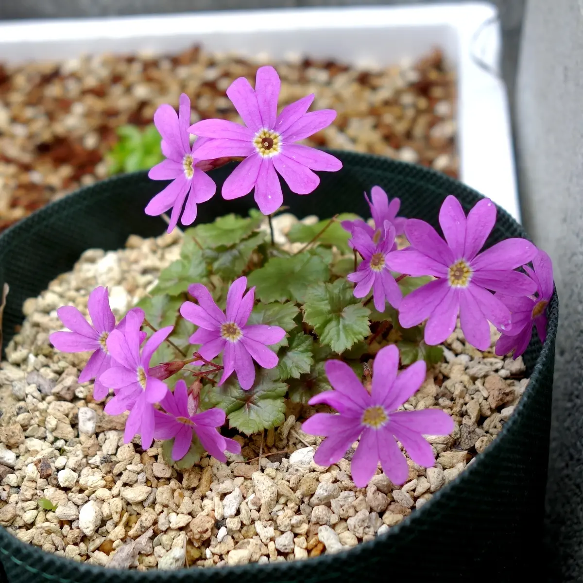 山野草 カタオカソウ 色丹島 超特大株G 希少