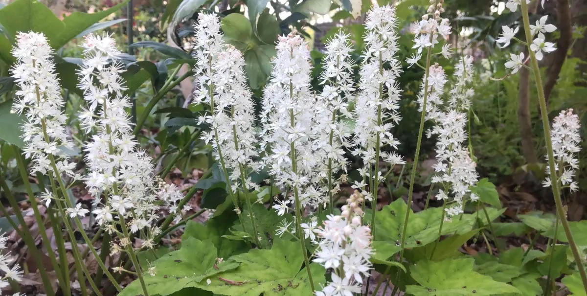 ティアレラ・シルベラード｜園芸日記byGalanthophile｜みんなの趣味の