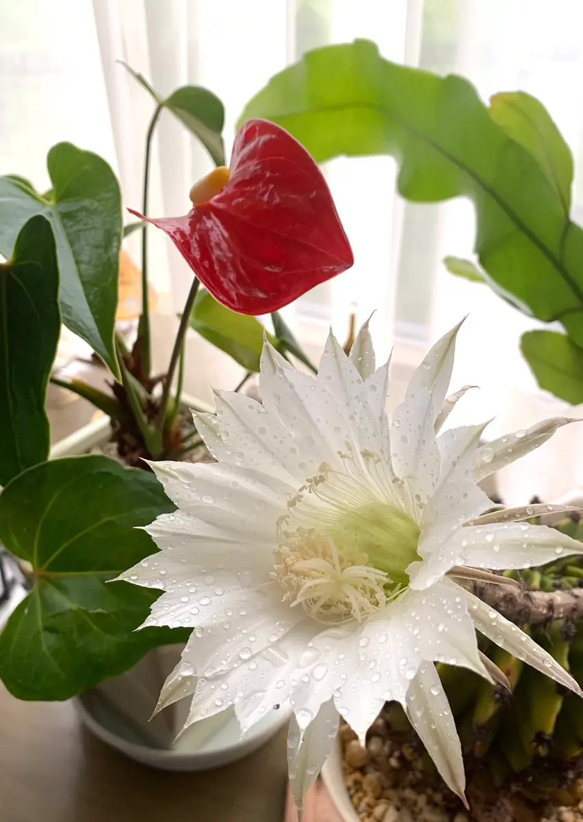 サボテンの花|園芸日記byアオサギ|みんなの趣味の園芸|1074009 サボテンの花|園芸日記byアオサギ|みんなの趣味の園芸|1074009