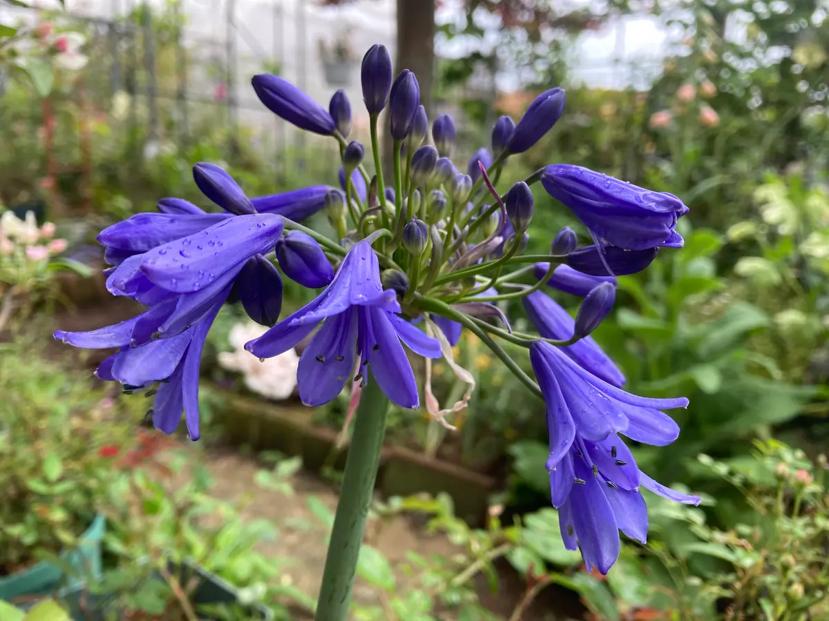 アガパンサス大株 楽天市場】アガパンサス 苗 大株の通販