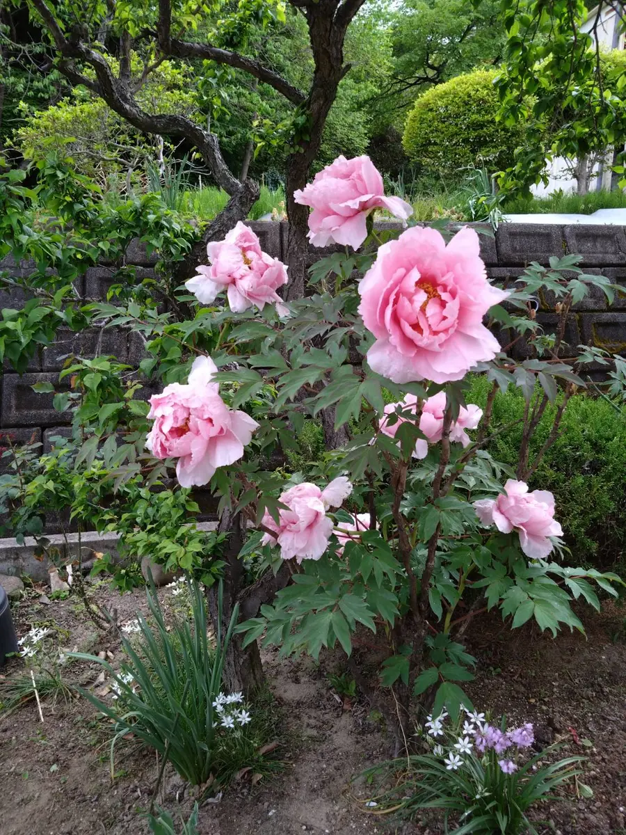 牡丹華ぼたんはなさく｜園芸日記by草木萌動｜みんなの趣味の園芸｜1074321