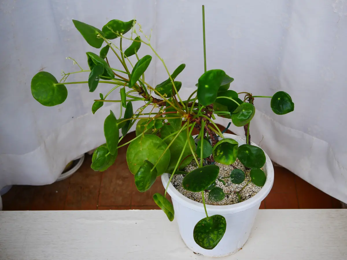 ピレア ぺぺロミオイデスの花|園芸日記byうめ|みんなの趣味の ピレア ぺぺロミオイデスの花|園芸日記byうめ|みんなの趣味の