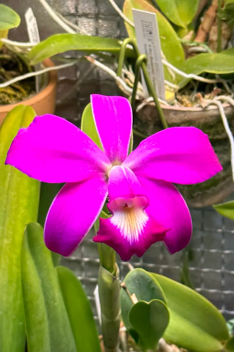 カトレアビオラセア（C.violacea）｜園芸日記byこんがり肉｜みんなの